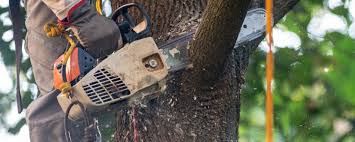 Best Tree Health Inspection  in Lauderdale Lakes, WI