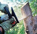 Best Hazardous Tree Removal  in Lauderdale Lakes, WI