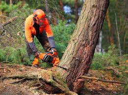 Best Firewood Processing and Delivery  in Lauderdale Lakes, WI