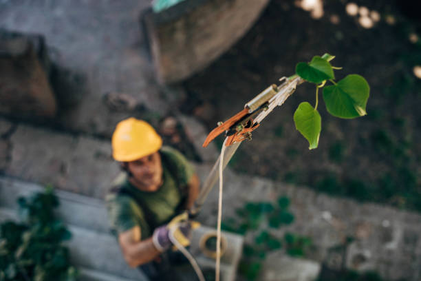 Best Arborist Consultation Services  in Lauderdale Lakes, WI