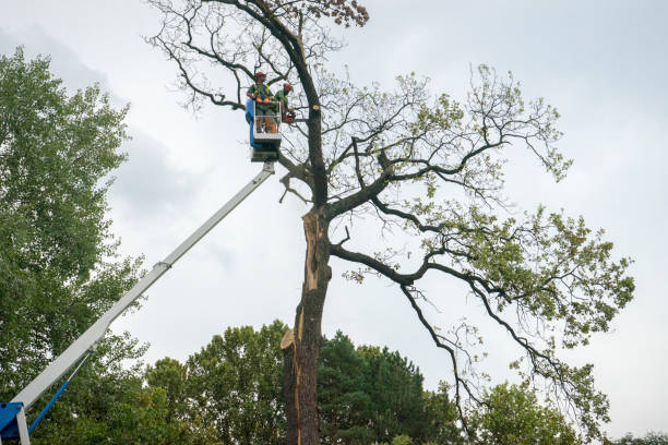 Best Root Management and Removal  in Lauderdale Lakes, WI