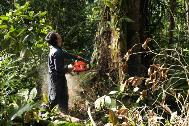 Professional Tree Removal in Lauderdale Lakes, WI