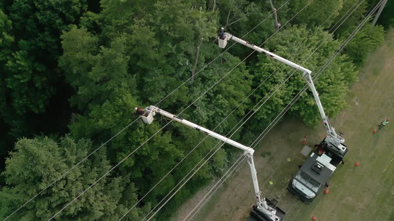 Best Commercial Tree Services  in Lauderdale Lakes, WI