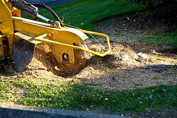 Best Lot and Land Clearing  in Lauderdale Lakes, WI