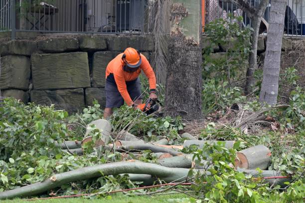 Best Emergency Tree Removal  in Lauderdale Lakes, WI